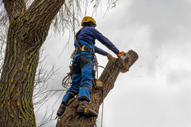 How Our Tree Care Process Works  in  Clark, SD